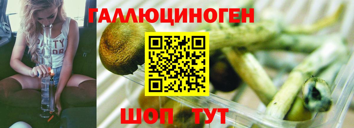 Псилоцибиновые грибы Psilocybe  Галлюциногенные грибы прущие грибы  Вход с VPN  Павлово 